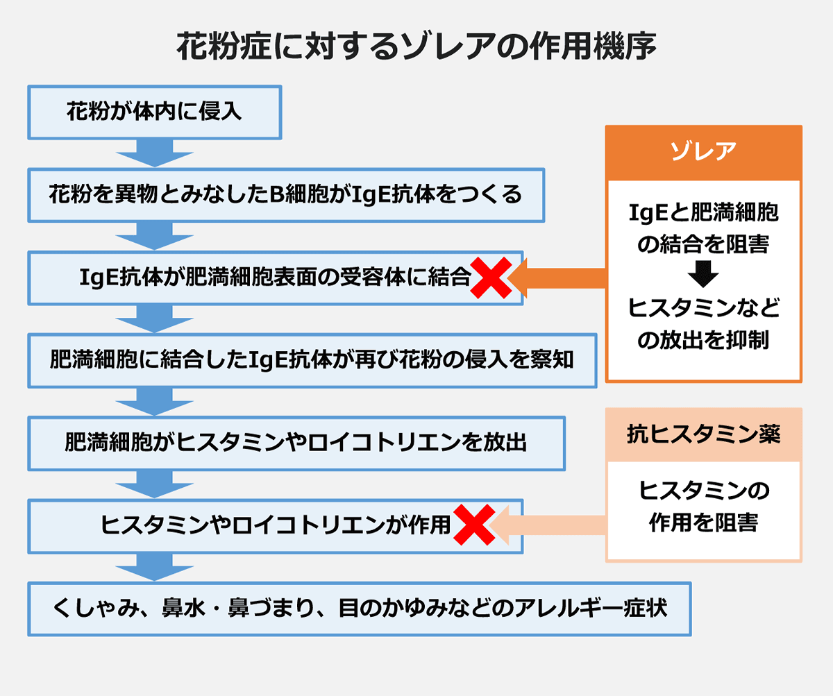 ヒスタミンなどの放出を抑えてくれるのがゾレア